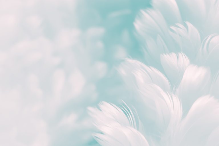 White fluffy feathers